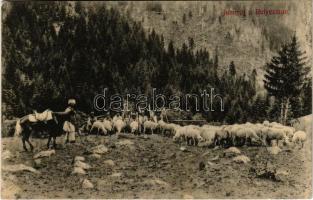 1911 Retyezát, Retezat; Juhnyáj a Retyezáti havasokban. Adler fényirda (Szászváros) 1907. / Transylvanian folklore, shepherds with flocks of sheep at Muntii Retezat (EB)