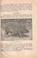 Kertész Ferenc:
Sertéstenyésztés. 21 képpel.
Budapest, 1946. Pátria Irodalmi Vállalat és Nyomdai R...