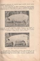 Kertész Ferenc:
Sertéstenyésztés. 21 képpel.
Budapest, 1946. Pátria Irodalmi Vállalat és Nyomdai R...