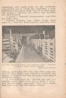 Kertész Ferenc:
Sertéstenyésztés. 21 képpel.
Budapest, 1946. Pátria Irodalmi Vállalat és Nyomdai R...