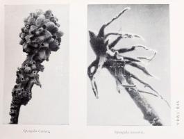 Entz Géza - Sebestyén Olga: A Balaton élete. Bp., 1942, Kir. M. Természettudományi Társulat, VIII+36...