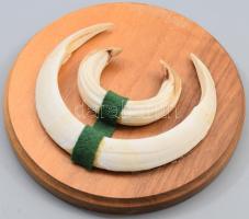 Vadásztrófea, 2 vaddisznóagyar, fára applikálva, d: 19,5 cm
