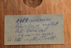 Vadásztrófea, 2 vaddisznóagyar, fára applikálva, d: 19,5 cm