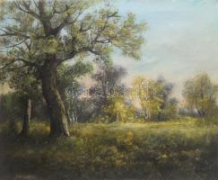 Jelzés nélkül: Rét. Olaj, vászon. 55x68 cm