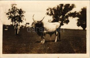 Kecskemét, Bugac puszta, magyar bika, folklór. G. Fekete Gyula kiadása (EK)