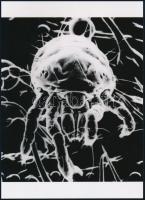 cca 1958 "Atka" elektromikroszkópos felvétele, 1 db modern nagyítás, jelzés nélkül, 21x15 cm