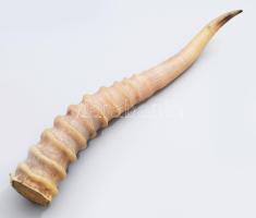 Antilop szarv, h: 22 cm