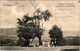 1906 Budapest XII. Zugliget, Normafa. Schwarz J. kiadása (EK)