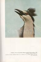 Homoki-Nagy István: 
Gyöngyvirágtól lombhullásig. Színes filmmel vadmadarak után. (Egy filmrendező ...