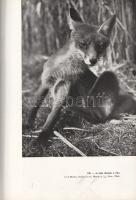 Homoki-Nagy István: 
Gyöngyvirágtól lombhullásig. Színes filmmel vadmadarak után. (Egy filmrendező ...