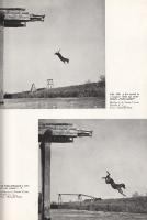 Homoki-Nagy István: 
Gyöngyvirágtól lombhullásig. Színes filmmel vadmadarak után. (Egy filmrendező ...