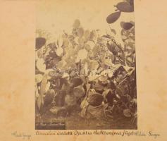 ca 1900 Félix Bonfils (1831-1885): Palesztina, Betlehem, zarándokok / Opuntia kaktusz, kétoldalas fo...