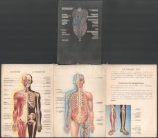 ca 1950 Az Emberi test. képes leporelló, ráhajtható rétegekkel. 12x16 cm