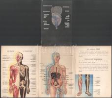 ca 1950 Az Emberi test. képes leporelló, ráhajtható rétegekkel. 12x16 cm
