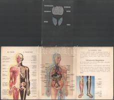 ca 1950 Az Emberi test. képes leporelló, ráhajtható rétegekkel. 12x16 cm