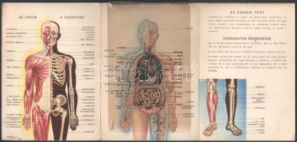 ca 1950 Az Emberi test. képes leporelló, ráhajtható rétegekkel. 12x16 cm
