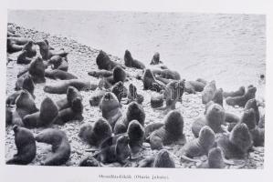 [Agostini, Alberto Maria de (1883-1960)] Alberto M. De Agostini: Tíz esztendő a Tűzföldön. Fordított...