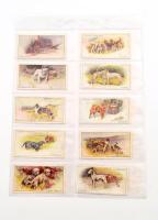 Player's Cigarettes brit cigaretta-gyűjtőkártyák, 50 db-os komplett sorozat (kutyák), albumlapokon / British cigarette cards, complete series of 50 (Dogs), in album sheets