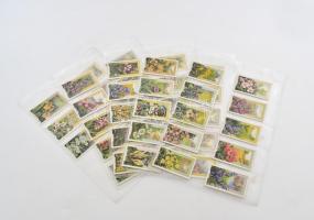 Gallaher brit cigaretta-gyűjtőkártyák, 48 db-os komplett sorozat (vadvirágok), albumlapokon / Britis...