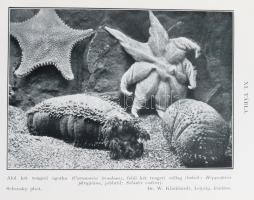 Entz Géza - Soós Lajos: Élet a tengerben. 26 táblával és 112 szövegrajzzal. Bp., 1931, Kir. M. Termé...