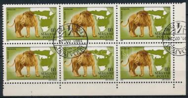 1981 Kittenberger 60f ívsarki hatostömb benne PCSTA tévnyomat