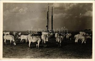 1944 Hortobágy, Ökrök az itatónál