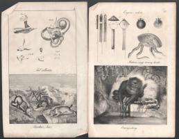 cca 1860 Állatokat ábrázoló litografált képek, könyvből 13 db + 3 db divat metszet 19x29 cm
