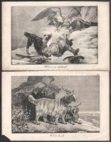 cca 1860 Állatokat ábrázoló litografált képek, könyvből 13 db + 3 db divat metszet 19x29 cm