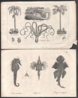 cca 1860 Állatokat ábrázoló litografált képek, könyvből 13 db + 3 db divat metszet 19x29 cm