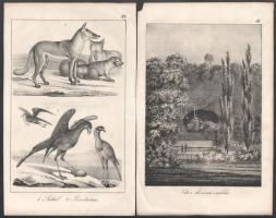 cca 1860 Állatokat ábrázoló litografált képek, könyvből 13 db + 3 db divat metszet 19x29 cm