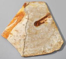 Lycoptera L. sinensis fosszília, kis szakértői azonosítócímkével, 14x15 cm