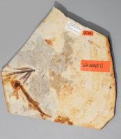 Lycoptera L. sinensis fosszília, kis szakértői azonosítócímkével, 14x15 cm