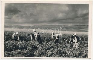 Karcfalva, Csík-Karczfalva, Csíkkarcfalva, Carta; Pityóka kapálás, Csíkország visszatért. Andory Aladics Zoltán felvétele / farmers (vágott / cut)