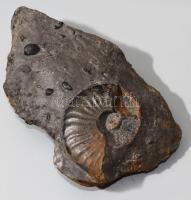 Tengeri fosszília, benne ammonita, kagyló kövület, 22x13 cm
