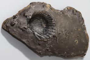 Tengeri fosszília, benne ammonita, kagyló kövület, 22x13 cm