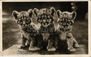 Budapest XIV. Székesfőváros állat- és növénykertje, puma kölykök. Hölzel Gyula felvétele (fa)