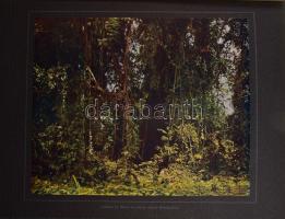 Die deutschen Kolonien. Herausgegeben von D. Kurd Schwabe und Dr. Paul Leutwein. Band II. Deutsch-Os...