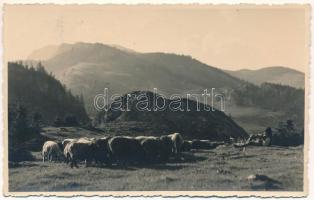 1940 Balánbányai-havasok, Muntii Balan; Birkanyáj pásztorral, erdélyi folklór / Transylvanian folklore, shepherd with a flock of sheep, photo. Foto orig. Ing. Z. I. Aladics + "1940 Csíkszereda visszatért" So. Stpl