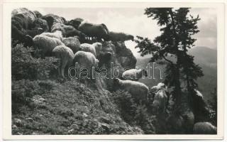 Gyergyói-havasok, Muntii Giurgeu (Gyergyószentmiklós, Gheorgheni); Juhnyáj a Kis-Cohárdon. Sántha foto / flock of sheep. photo