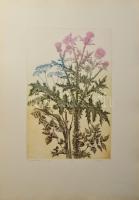 Tuka László (1924-2007): Bogáncs. Színes rézkarc, papír, jelzett, számozott (12/15). 39x25,5 cm