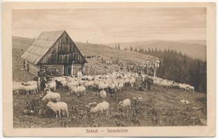 1913 Erdélyi hegyi pásztorház birkanyájjal / Stana / Sennhütte / Transylvanian folklore, mountain hut, shepherd with a flock of sheep. Druck v. Jos. Drotleff. Emil Fischer Hofphotograph (EK)