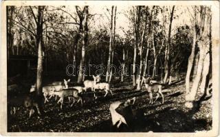 1937 Balatonkenese, őzek az üdülőhely vadaskertjében (ragasztónyom / glue marks)