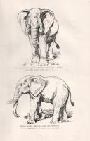 Kittenberger Kálmán: 
Vadász- és gyűjtőúton Kelet-Afrikában 1903-1926. Nagybányai Horthy Jenő elősz...