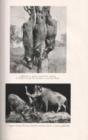 Kittenberger Kálmán: 
Vadász- és gyűjtőúton Kelet-Afrikában 1903-1926. Nagybányai Horthy Jenő elősz...