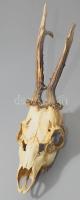 Őzbak trófea, h: 35 cm