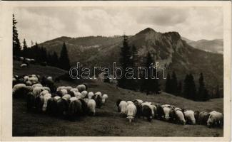 1944 Gyergyószentmiklós, Gheorgheni; Gyilkos-tó környéke, juhnyáj a Gyilkoshegy tövében. Ambrus felvétele / Lacul Rosu (Ghilcos) / flock of sheep, folklore