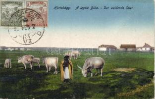 Hortobágy legelő bika (Rb)