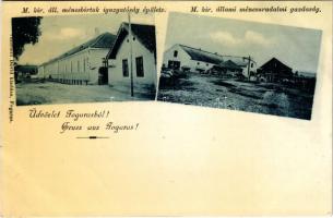 Fogaras, Fagaras; Állami Ménesbirtok, igazgatósági épület ménesuradalmi gazdaság. Thierfeld Dávid kiadása / stud farm, stables, director's house, apartments (EB)