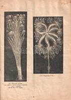 Emmerling Adolf tűzijáték, lampion, zászló és farsangicikk-gyárának képes árjegyzéke. (1930 körül).
...