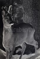 A Magas-Tátra. A Tátrai Nemzeti Park. Összeáll. és a bevezetőt írta: Milan Hirs. A fényképek kísérő ...